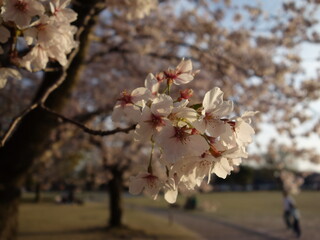 夕暮れ時の桜の花