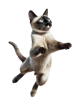 illustration of a Siamese cat on transparent background