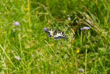 Old World Swallowtail or common yellow swallowtail (Papilio machaon) sitting on violet flower in...