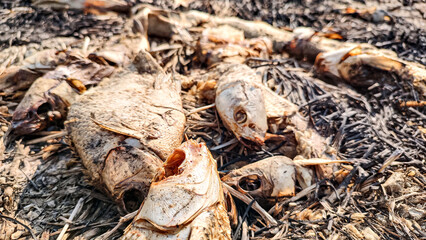 Stinky, rotting fish are polluting the fields of the local village