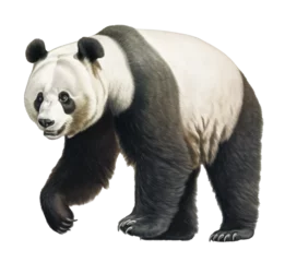 Foto op Canvas a walking panda bear on transparent background © EOL STUDIOS