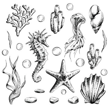 Marine set of isolated illustrations on a white background seahorse, jellyfish, shells, algae, corals, bubbles, pebbles and starfish. Hand drawn illustration in graphics, EPS vector file.