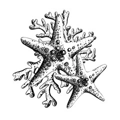Starfish with corals, isolated composition on white background hand drawn in graphic style. Eps vector illustration. For prints, posters, cards, stickers.