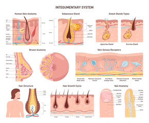 Integumentary system set. Human epidermis layer structure, receptors - obrazy, fototapety, plakaty