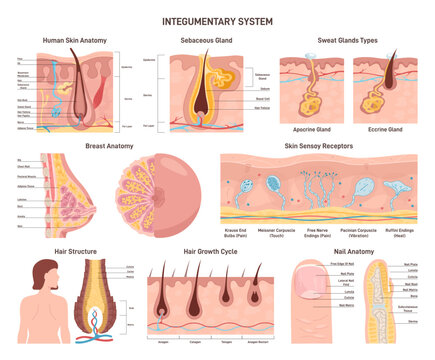 Integumentary system set. Human epidermis layer structure, receptors