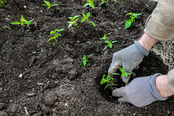Farmer male man in gloves planting tomatoes pepper seedling in ground, soil in organic vegetable garden, greenhouse. farming, cultivation, agriculture, agronomy in spring summer concept