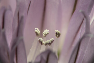 chives blossom with stamen in spring