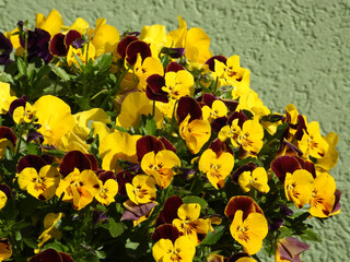 colorful blooming pansy flowers close up         