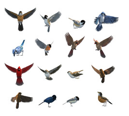 set of birds 3d renders