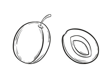 Plum and half. Black and white vector illustration, sketch, pen and ink, freehand line drawing for logos, patterns, food design. On a white isolated background