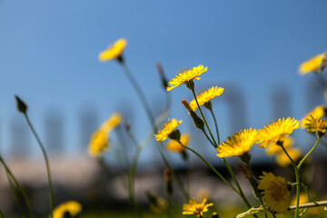 Fototapeta premium yellow daisies bloom in spring