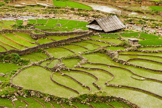 Rice field terraces rice paddy. Near Cat Cat village, near Sapa, VIetnam