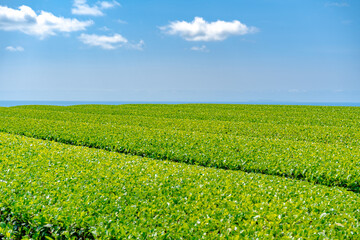 高塚丘から見る南九州市の茶畑の風景