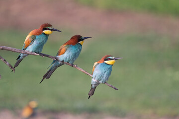 Bee-eaters on a branch