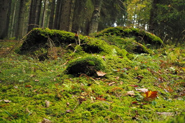 Moss on the stones in the forest
