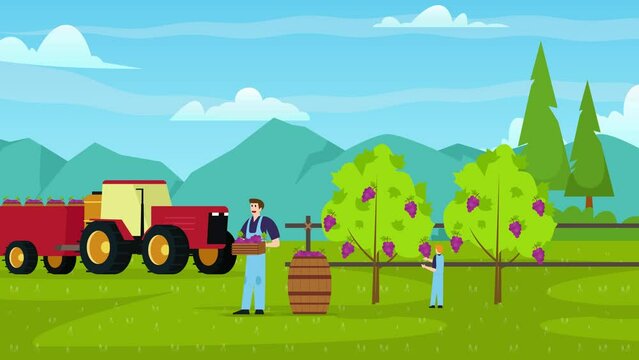 Grape Farm, Harvesting of Wine Grapes