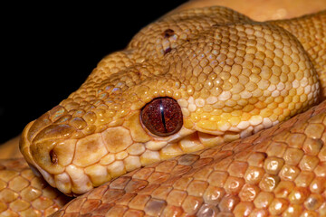 Garden boa constrictor.  Corallus hortulanus. close-up..