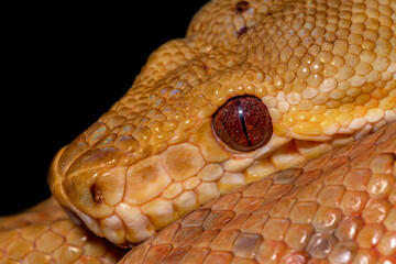 Garden boa constrictor.  Corallus hortulanus. close-up..