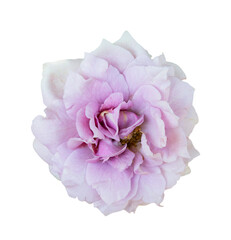 closeup of one purple rose fresh blossom beauty flower on an isolated background with a clipping path or cutout.