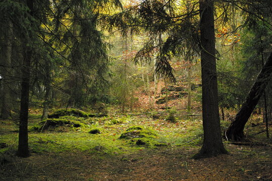 Dark forest horror mood photo background