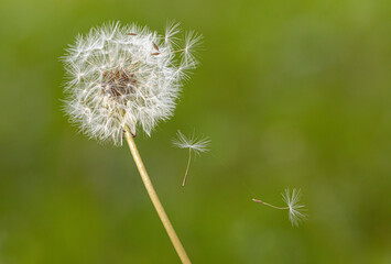 Fototapeta premium Dandelion seeds