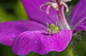 Small grasshopper