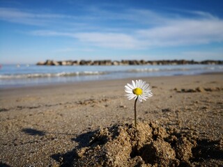 Fiore spiaggia 1