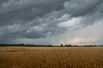 Heavy dark thunderstorm clouds over yellow wheat rye fields landscape. Severe weather, hurricane,...