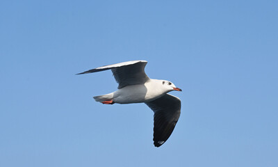 White Flying Seagull in Blue Sky. Ocean Beach