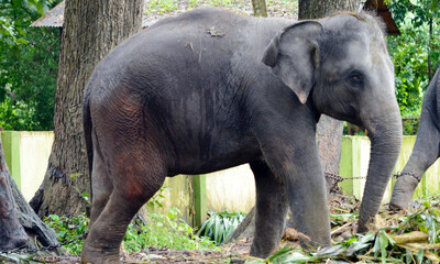 Fototapeta premium elephant Showing Inside a Zoo