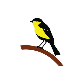 vector image bird branch yellow color,pj