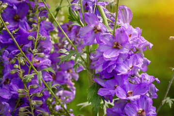 Delphinium flower blooming in garden. Delphinium grows in garden. Blue flower delphinium..