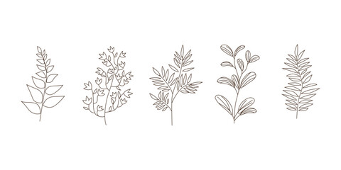 Hand drawn floral ornamental element