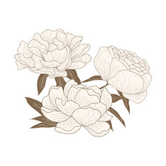 Luxury gold peonies. Trendy botanical elements. Hand drawn line leaves branches and blooming. Flower line art  design for prints,, wall arts, greeting card, invitation and wedding cards.