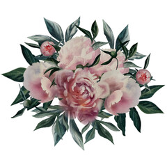 Illustration of isolated peony flower in watercolor on a  background. Free-hand.