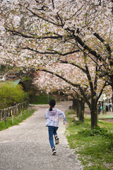 Fototapeta premium 満開の桜と元気で走って遊んでいる子供の様子