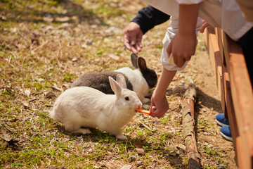 牧場で可愛いウサギと遊んでいる小学生の女の子の様子