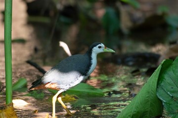 Kareo bird Is a bird species that belongs to the Rallidae family. Usually this bird can be found in swamp grass, rice fields and of course in areas that smell wet