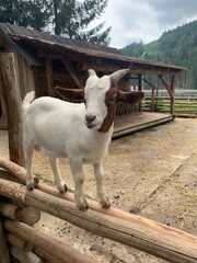 goat on the farm