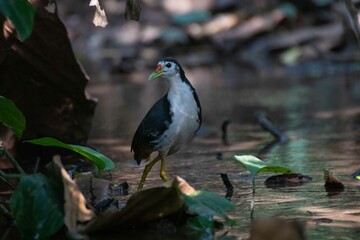 Kareo bird Is a bird species that belongs to the Rallidae family. Usually this bird can be found in swamp grass, rice fields and of course in areas that smell wet