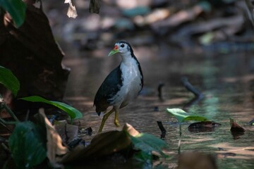 Kareo bird Is a bird species that belongs to the Rallidae family. Usually this bird can be found in swamp grass, rice fields and of course in areas that smell wet