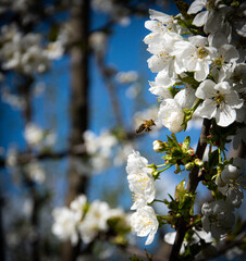 A diligent bee flies around a cherry blossom