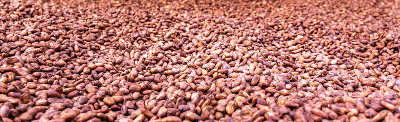 Organic cocoa beans sun drying on the farm