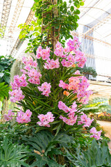 Fototapeta na wymiar The pink colour Phalaenopsis orchid on big tree in garden, Thailand.