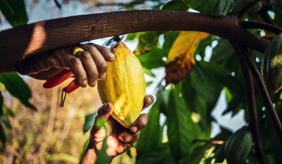 Close-up hands of a cocoa farmer use pruning shears to cut the cocoa pods or fruit ripe yellow cacao from the cacao tree. Harvest the agricultural cocoa business produces. - obrazy, fototapety, plakaty