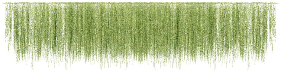 3D illustration of a creeper plants isolated on transparent background