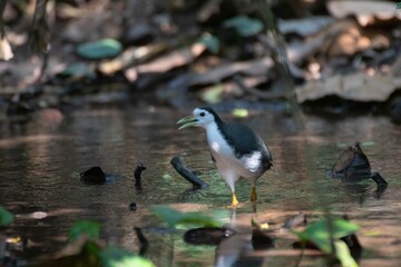 Kareo bird Is a bird species that belongs to the Rallidae family. Usually this bird can be found in swamp grass, rice fields and of course in areas that smell wet
