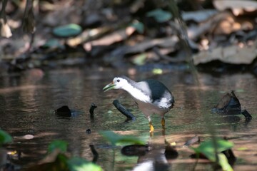 Kareo bird Is a bird species that belongs to the Rallidae family. Usually this bird can be found in swamp grass, rice fields and of course in areas that smell wet