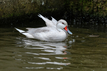 white swan on the water © Riadi