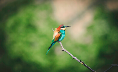 European bee-eater sits on a tree and looks for food.
